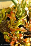 Heliamphora spec. nov. Angasima - kliknij aby zobaczyć zdjęcie. Heliamphora spec. nov. Angasima