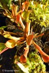 Heliamphora nutans - kliknij aby zobaczyć zdjęcie. Heliamphora nutans