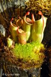 Heliamphora minor - kliknij aby zobaczyć zdjęcie. Heliamphora minor
