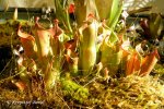 Heliamphora minor - kliknij aby zobaczyć zdjęcie. Heliamphora minor