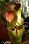 Heliamphora pulchella (Apacapa Tepui) - kliknij aby zobaczyć zdjęcie. Heliamphora pulchella (Apacapa Tepui)