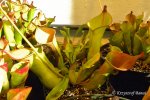 Heliamphora spec. nov. Akopan - kliknij aby zobaczyć zdjęcie. Heliamphora spec. nov. Akopan