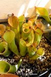 Heliamphora collina (Foothills Testigos) - kliknij aby zobaczyć zdjęcie. Heliamphora collina (Foothills Testigos)