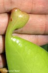 Heliamphora tatei (Cerro Duida) - kliknij aby zobaczyć zdjęcie. Heliamphora tatei (Cerro Duida)