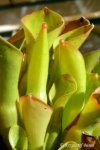 Heliamphora exappendiculata (Apacapa Tepui) - kliknij aby zobaczyć zdjęcie. Heliamphora exappendiculata (Apacapa Tepui)
