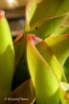 Heliamphora exappendiculata (Apacapa Tepui) - kliknij aby zobaczyć zdjęcie. Heliamphora exappendiculata (Apacapa Tepui)
