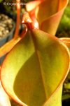 Heliamphora nutans - kliknij aby zobaczyć zdjęcie. Heliamphora nutans