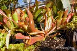 Heliamphora nutans - kliknij aby zobaczyć zdjęcie. Heliamphora nutans