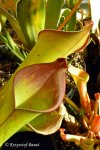 Heliamphora spec. nov. Angasima - kliknij aby zobaczyć zdjęcie. Heliamphora spec. nov. Angasima