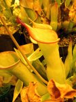 Heliamphora spec. nov. Akopan - kliknij aby zobaczyć zdjęcie. Heliamphora spec. nov. Akopan