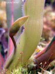 Heliamphora huberi (Bonnetia forest) - kliknij aby zobaczyć zdjęcie. Heliamphora huberi (Bonnetia forest)