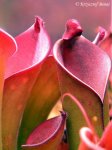 Heliamphora purpurascens (Ptari Tepui, Venezuela) - kliknij aby zobaczyć zdjęcie. Heliamphora purpurascens (Ptari Tepui, Venezuela)