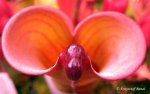 Heliamphora folliculata (Murosipan Tepui, Venezuela) - kliknij aby zobaczyć zdjęcie. Heliamphora folliculata (Murosipan Tepui, Venezuela)