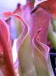 Heliamphora huberi (Amuri Tepui, Venezuela) - kliknij aby zobaczyć zdjęcie. Heliamphora huberi (Amuri Tepui, Venezuela)