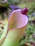 Heliamphora folliculata (Kamakawarai Tepui, Venezuela) - kliknij aby zobaczyć zdjęcie. Heliamphora folliculata (Kamakawarai Tepui, Venezuela)
