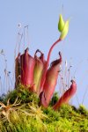 Heliamphora pulchella (Chimanta Tepui) - kliknij aby zobaczyć zdjęcie. Heliamphora pulchella (Chimanta Tepui)