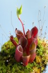 Heliamphora pulchella (Chimanta Tepui) - kliknij aby zobaczyć zdjęcie. Heliamphora pulchella (Chimanta Tepui)