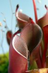 Heliamphora pulchella (Chimanta Tepui) - kliknij aby zobaczyć zdjęcie. Heliamphora pulchella (Chimanta Tepui)