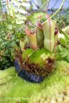 Heliamphora minor - kliknij aby zobaczyć zdjęcie. Heliamphora minor