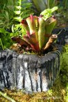 Heliamphora pulchella (Apacapa Tepui) - kliknij aby zobaczyć zdjęcie. Heliamphora pulchella (Apacapa Tepui)