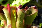 Heliamphora pulchella (Apacapa Tepui) - kliknij aby zobaczyć zdjęcie. Heliamphora pulchella (Apacapa Tepui)