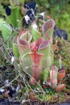 Heliamphora minor - kliknij aby zobaczyć zdjęcie. Heliamphora minor