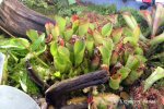 Heliamphora heterodoxa x ionasii - kliknij aby zobaczyć zdjęcie. Heliamphora heterodoxa x ionasii