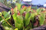 Heliamphora heterodoxa x ionasii - kliknij aby zobaczyć zdjęcie. Heliamphora heterodoxa x ionasii