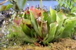 Heliamphora collina (Foothills Testigos) - kliknij aby zobaczyć zdjęcie. Heliamphora collina (Foothills Testigos)