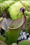 Heliamphora heterodoxa - kliknij aby zobaczyć zdjęcie. Heliamphora heterodoxa