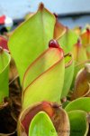 Heliamphora heterodoxa x ionasii - kliknij aby zobaczyć zdjęcie. Heliamphora heterodoxa x ionasii