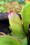 Heliamphora heterodoxa x ionasii - kliknij aby zobaczyć zdjęcie. Heliamphora heterodoxa x ionasii