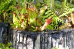 Heliamphora heterodoxa - kliknij aby zobaczyć zdjęcie. Heliamphora heterodoxa