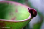 Heliamphora folliculata (Aparaman Tepui, Venezuela) - kliknij aby zobaczyć zdjęcie. Heliamphora folliculata (Aparaman Tepui, Venezuela)