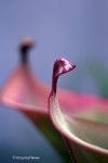 Heliamphora nutans - kliknij aby zobaczyć zdjęcie. Heliamphora nutans