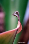 Heliamphora nutans - kliknij aby zobaczyć zdjęcie. Heliamphora nutans