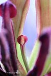 Heliamphora uncinata (Amuri Tepui, Venezuela) AW - kliknij aby zobaczyć zdjęcie. Heliamphora uncinata (Amuri Tepui, Venezuela) AW