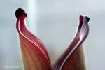 Heliamphora uncinata (Amuri Tepui, Venezuela) AW - kliknij aby zobaczyć zdjęcie. Heliamphora uncinata (Amuri Tepui, Venezuela) AW