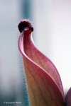 Heliamphora uncinata (Amuri Tepui, Venezuela) AW - kliknij aby zobaczyć zdjęcie. Heliamphora uncinata (Amuri Tepui, Venezuela) AW