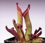 Heliamphora uncinata (Amuri Tepui, Venezuela) AW - kliknij aby zobaczyć zdjęcie. Heliamphora uncinata (Amuri Tepui, Venezuela) AW