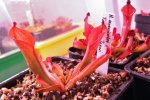 Heliamphora arenicola (Tramen Tepui) - kliknij aby zobaczyć zdjęcie. Heliamphora arenicola (Tramen Tepui)