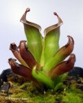 Heliamphora ciliata (Lowland) AW - kliknij aby zobaczyć zdjęcie. Heliamphora ciliata (Lowland) AW