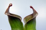Heliamphora ciliata (Lowland) AW - kliknij aby zobaczyć zdjęcie. Heliamphora ciliata (Lowland) AW