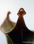 Heliamphora ciliata (Lowland) AW - kliknij aby zobaczyć zdjęcie. Heliamphora ciliata (Lowland) AW