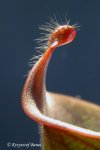 Heliamphora ciliata (Lowland) AW - kliknij aby zobaczyć zdjęcie. Heliamphora ciliata (Lowland) AW