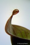 Heliamphora ciliata (Lowland) AW - kliknij aby zobaczyć zdjęcie. Heliamphora ciliata (Lowland) AW