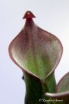 Heliamphora ciliata (Lowland) AW - kliknij aby zobaczyć zdjęcie. Heliamphora ciliata (Lowland) AW