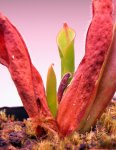 Heliamphora parva GH - kliknij aby zobaczyć zdjęcie. Heliamphora parva GH
