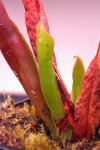 Heliamphora parva GH - kliknij aby zobaczyć zdjęcie. Heliamphora parva GH