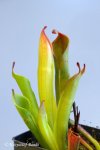 Heliamphora huberi (Amuri Tepui) - kliknij aby zobaczyć zdjęcie. Heliamphora huberi (Amuri Tepui)
